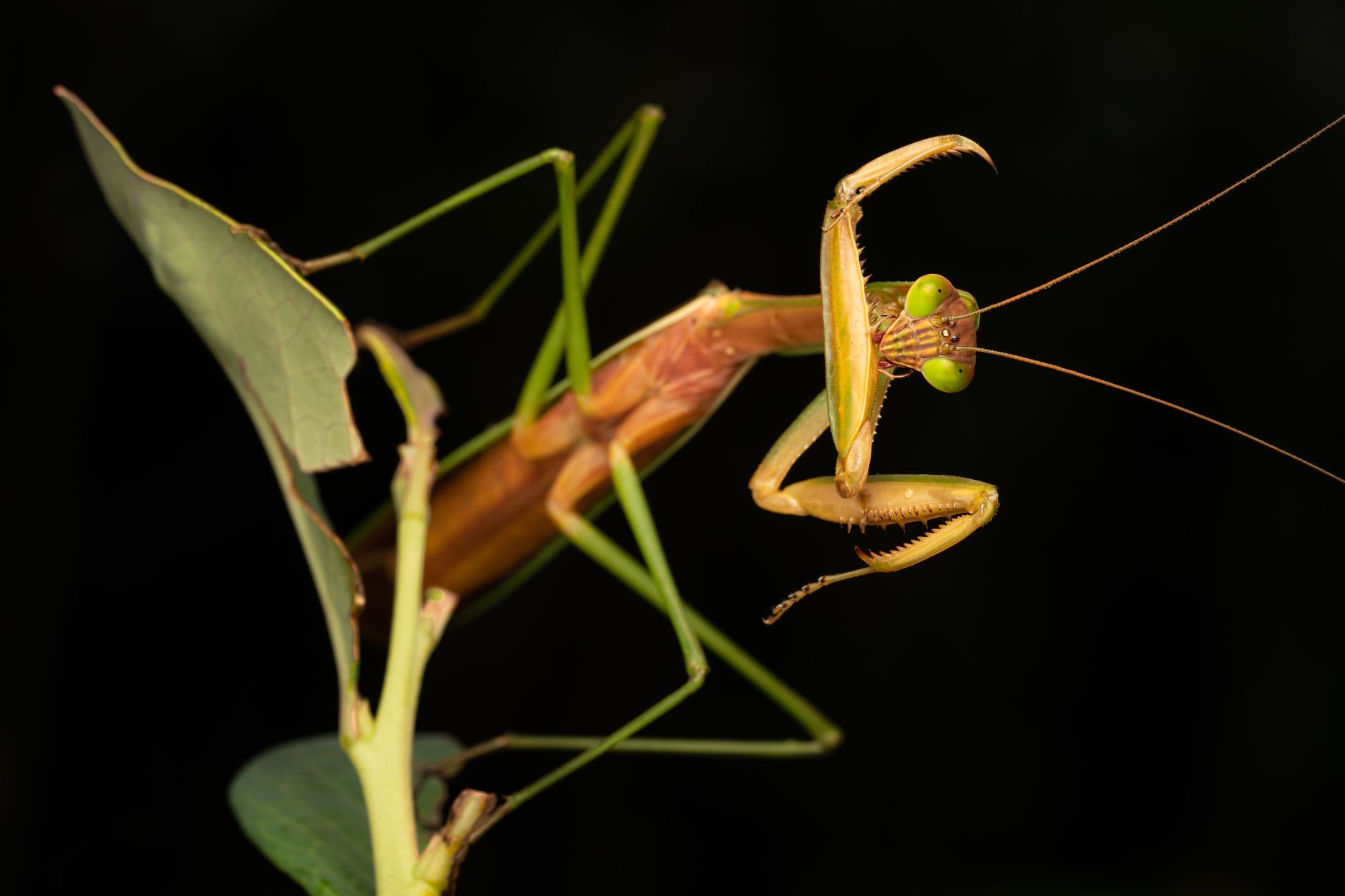 カマキリはなぜ虫の中でも指折りの狩人なのか
