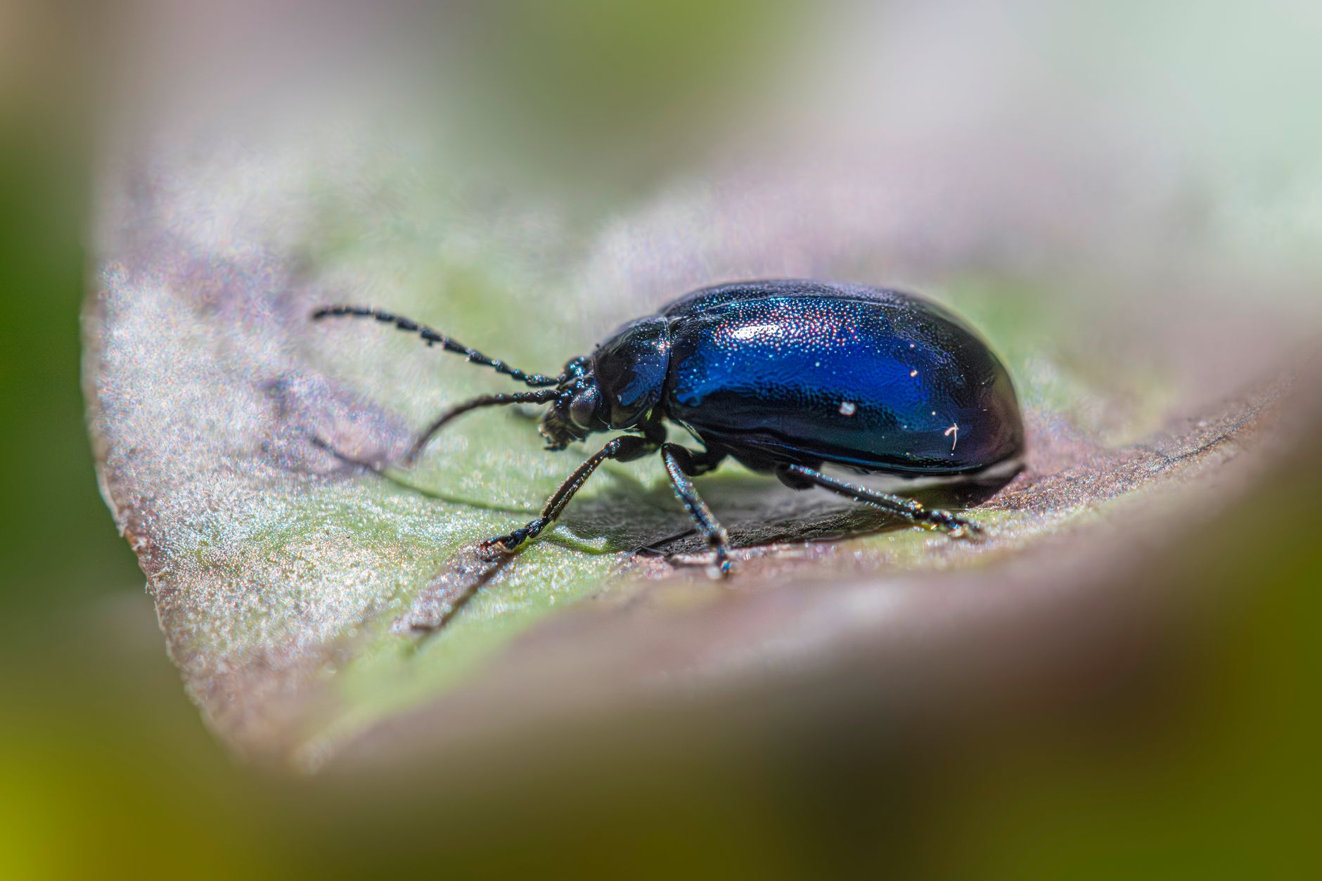 地球の生き物の半分は昆虫？その種類の多さ