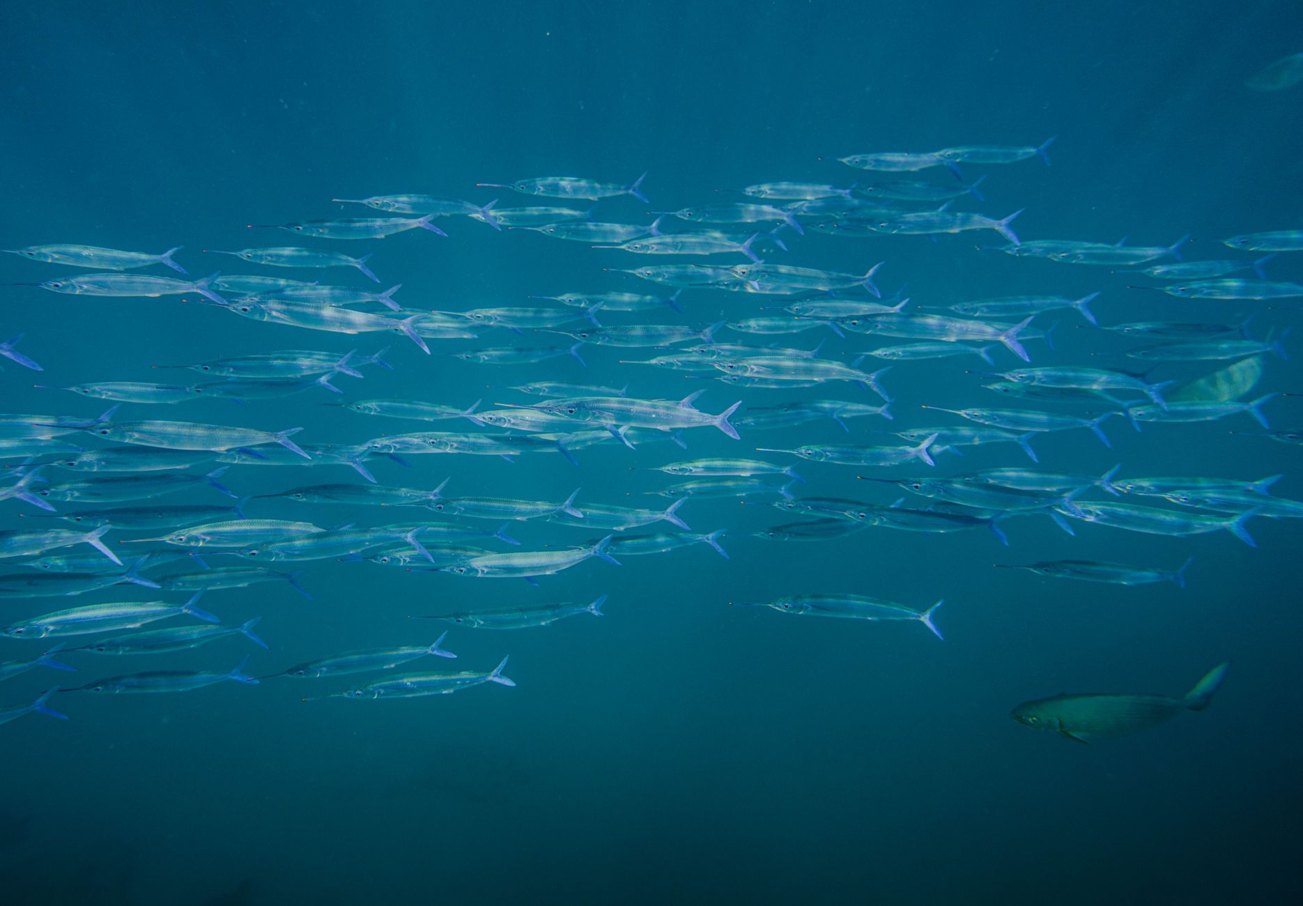 マグロは眠るときも泳ぎ続けているって本当？