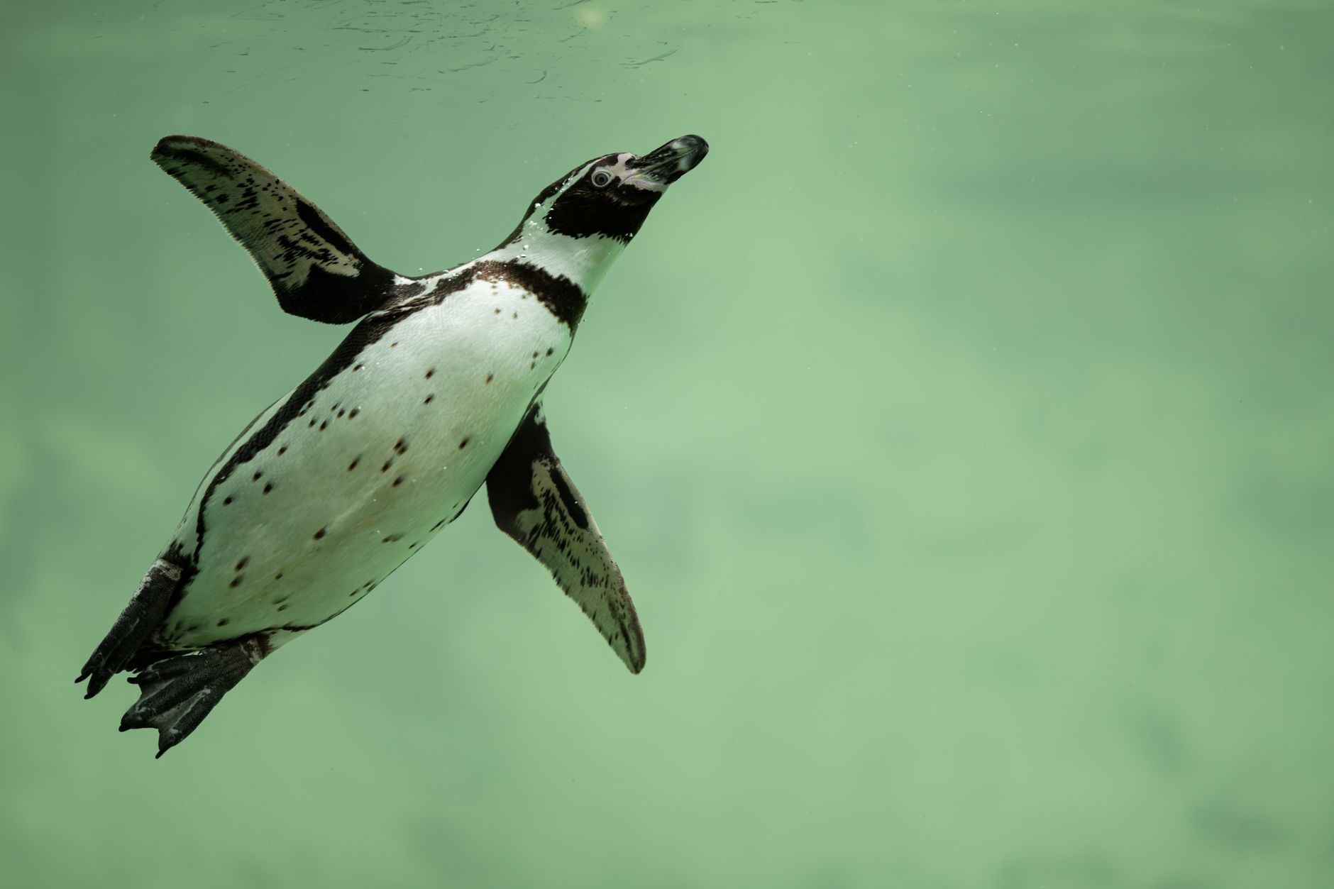 ペンギンは空を飛べないのに、なぜ泳ぎの名手なのか