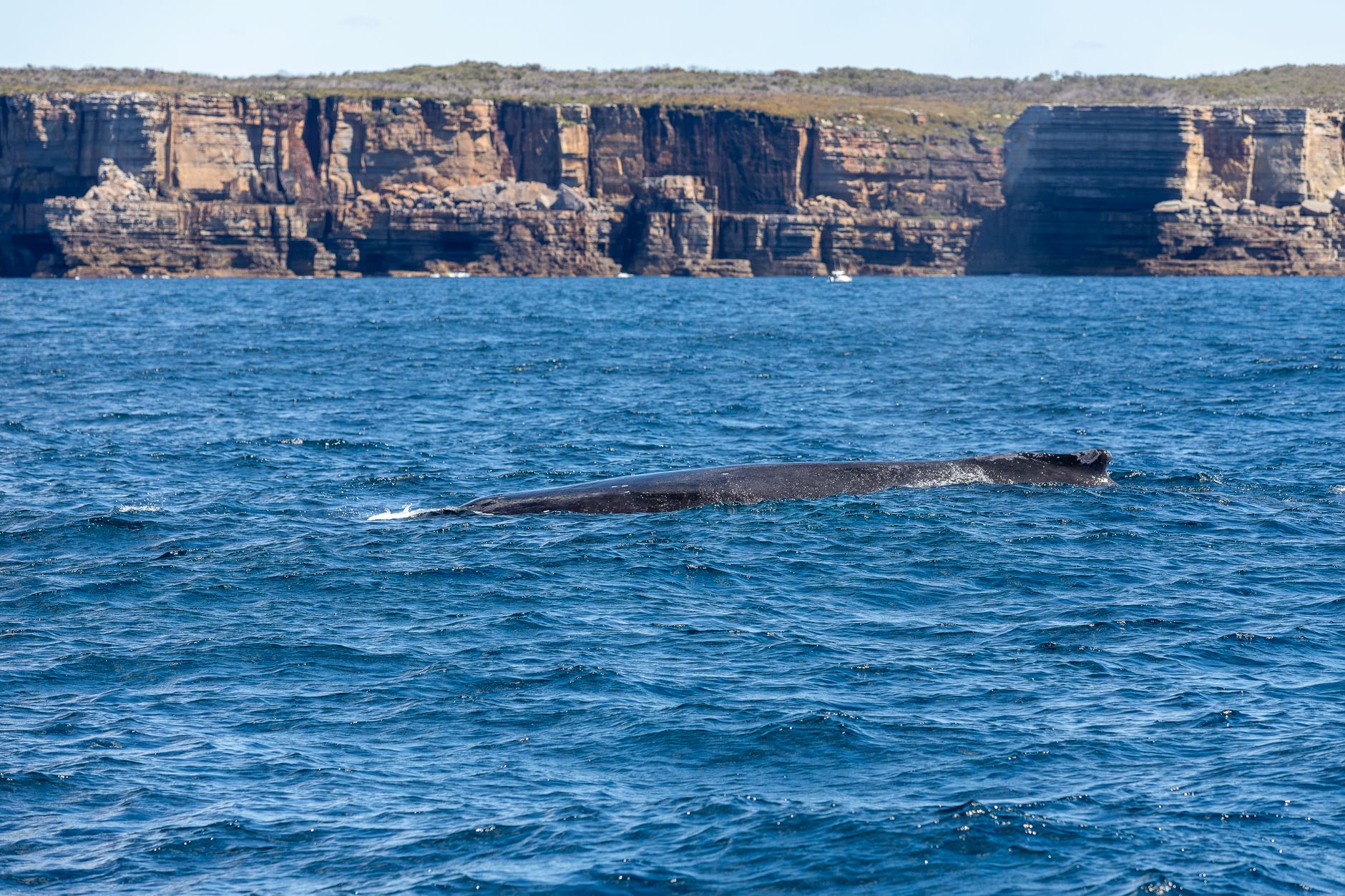 シロナガスクジラは地球史上最大の動物って本当？