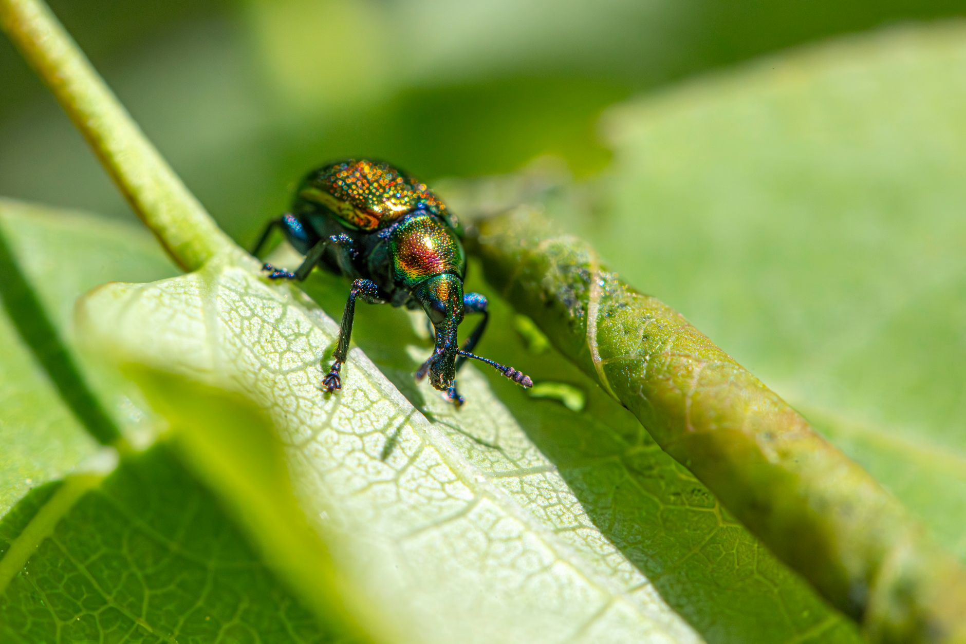 タマムシの体はなぜ見る角度で色が変わるのか